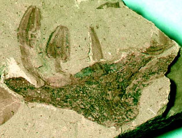 Cretacous 136-65m (Cenozoic)