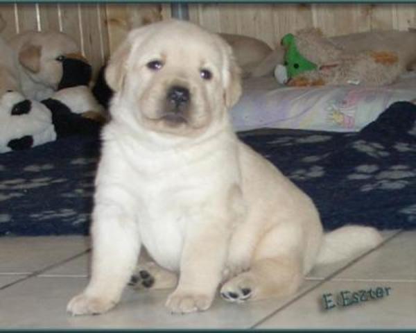 Connor is plaing with Dusty