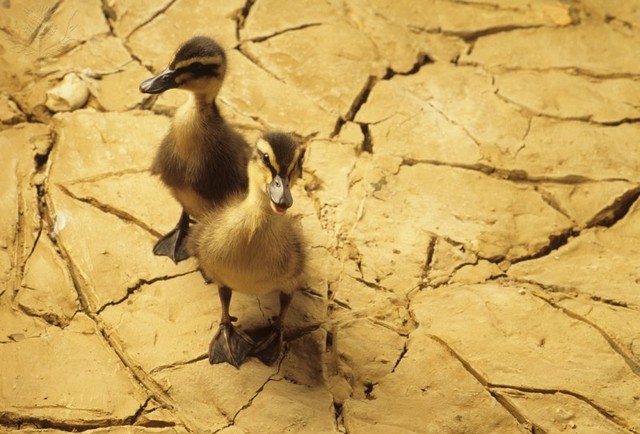 Oh not a drought in Minnesota!