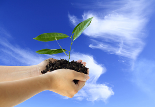 The Natural/Communicative Approach