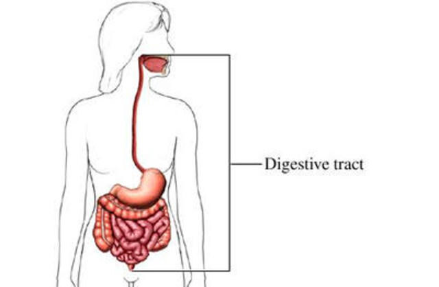 Digestive