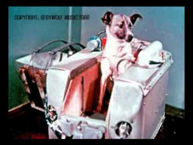 She was a stray dog.