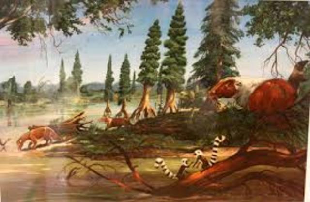 Tertiary 65MYA- modern day