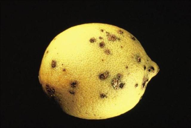 Libro "Silent Spring"