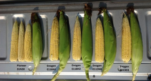 Hybrid Corn