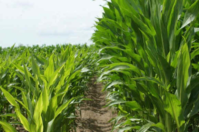 Commerical Hybrid Corn