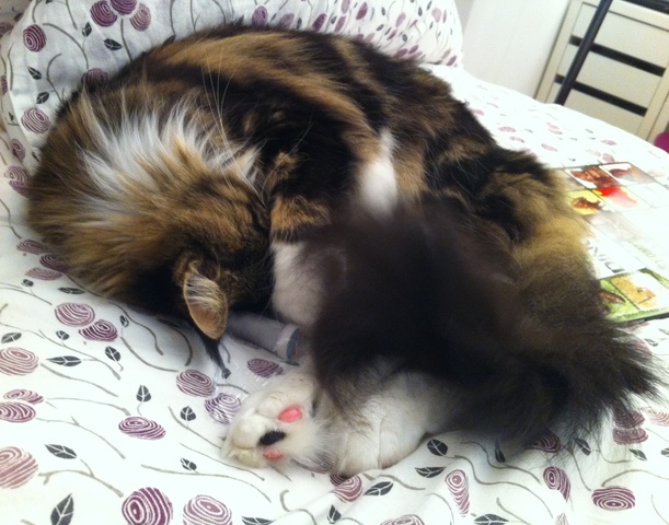 Naissance de mon  deuxième chat