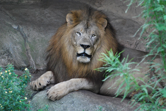 WWF's long-established support of projects in Africa is strengthened by the creation of an Africa program and a formal tie (since discontinued) with the African Wildlife Foundation in 1983.