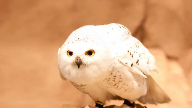 the minnasota zoo animals