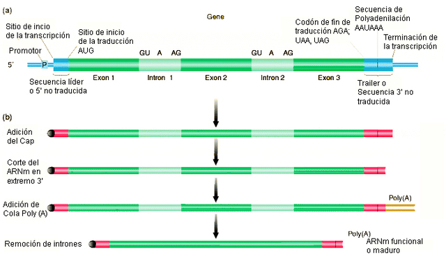 Primera secuencia de una eucariota