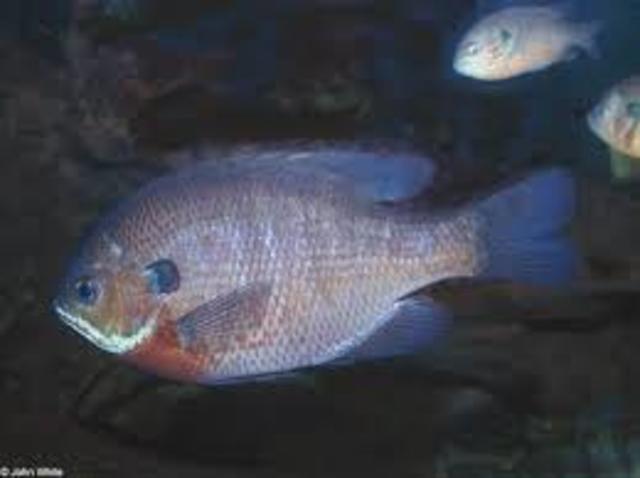 more fish in the lakes