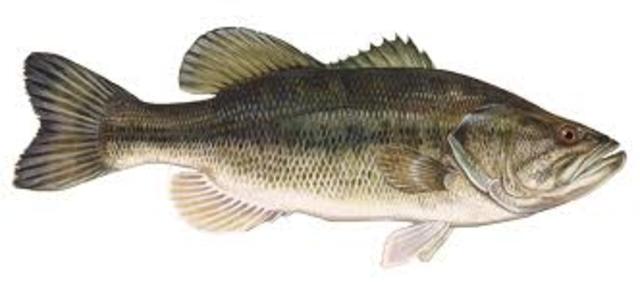bass (fish)