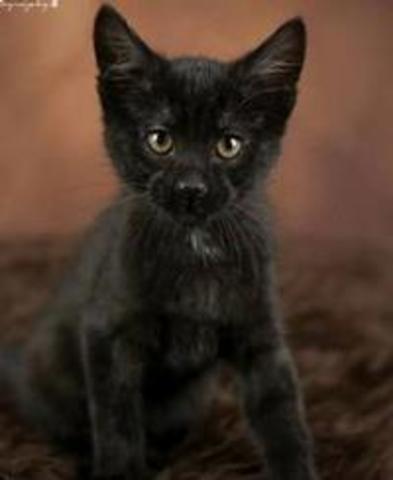 Man Stole Kitten from Minneapolis PetSmart, Later Returned it with Apology Note