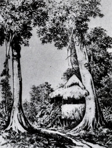 На берегу Маклая