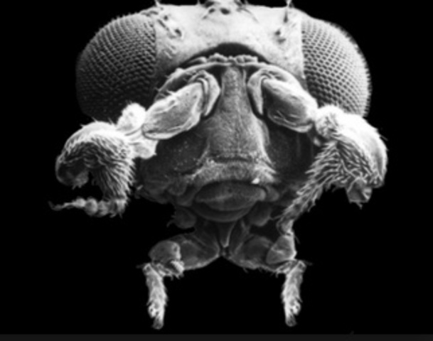 Obtención de mutaciones