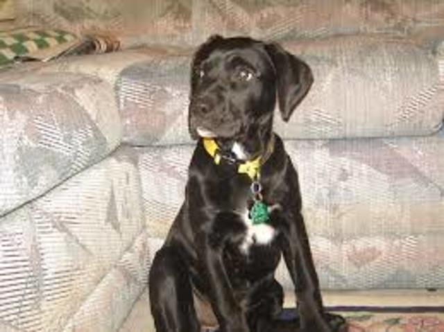 when i got my frist dog