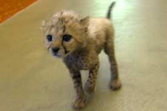 WHENE I HELPT A BABY CAT