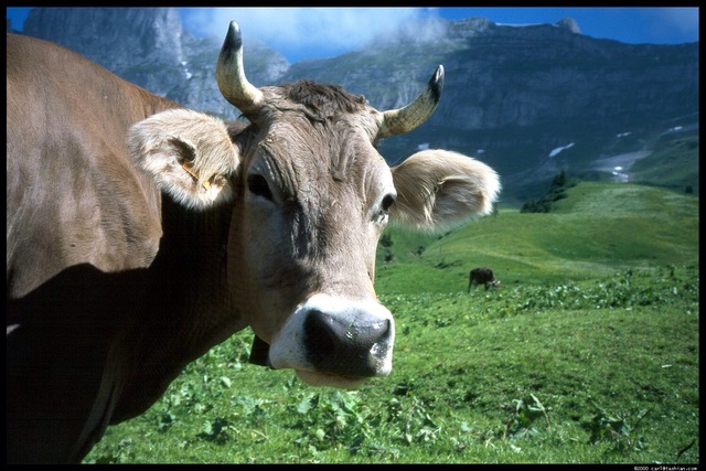 A spot where and animal affecting the expiration