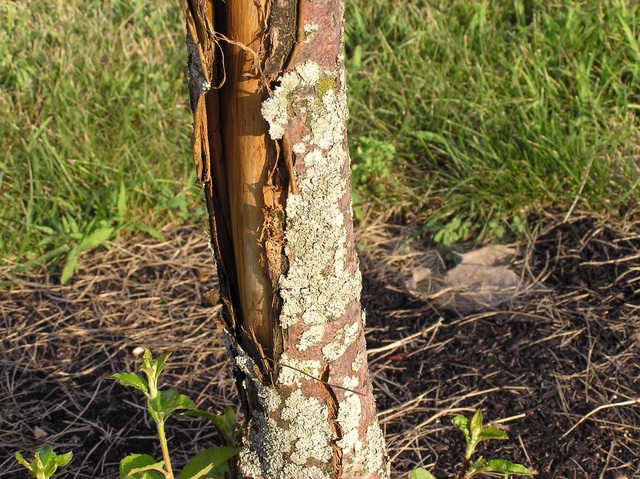 A spot where a plant or tree affected the expiration