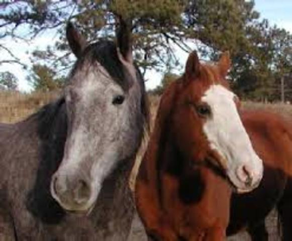 The Shoshone tribe gives Lewis and Clark some horses