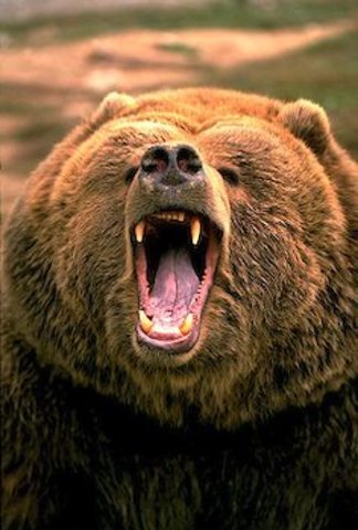 A spot where an animal profoundly affected the expedition