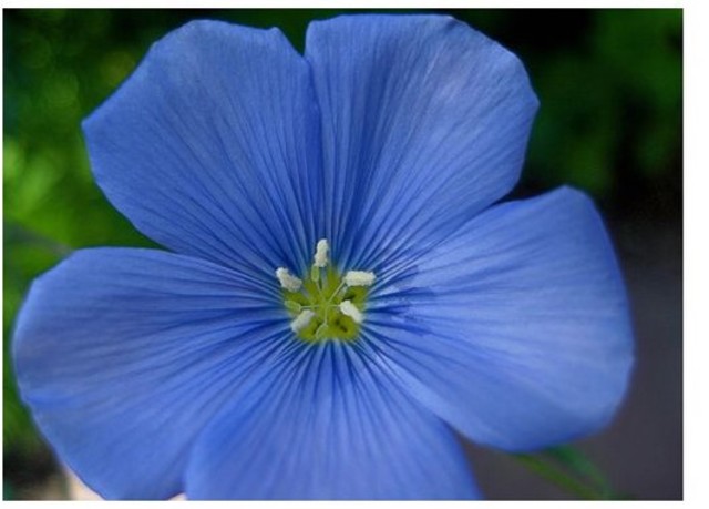 A new plant is discovered