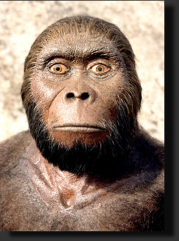 Homo habilis