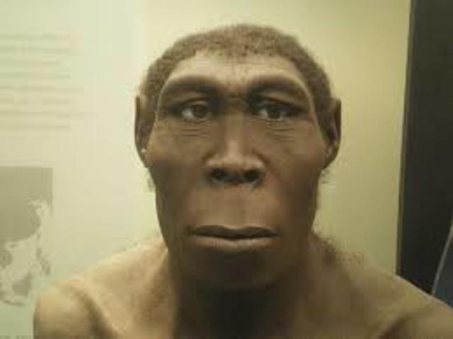 HOMO ERECTUS