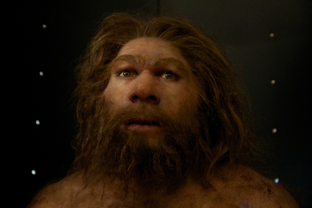 Homo neanderthalensis