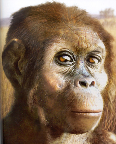 Australophithecus Afarensis
