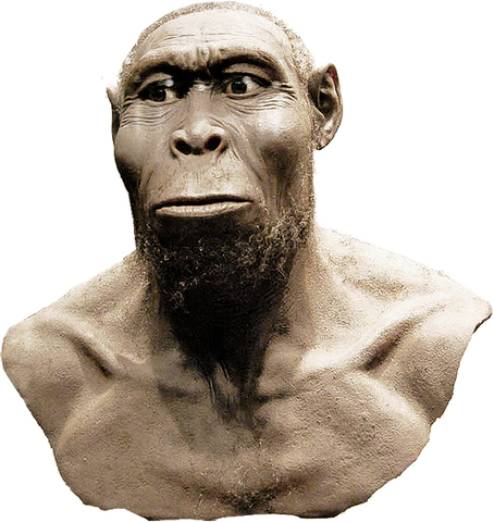 homo rudolfensis