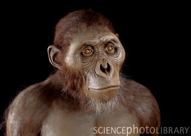 Australopithecus Afarensis