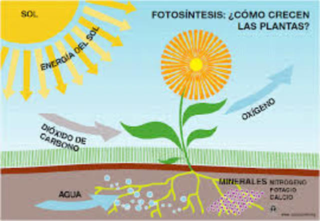 DESCUBRIMIENTO DE LA FOTOSINTESIS
