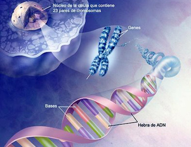 POLIMORFISMO DEL ADN
