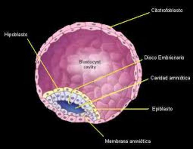 CAPAS GERMINATIVAS 10 Jul 1830