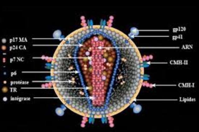 RETROVIRUS VIH17 Aug 1980
