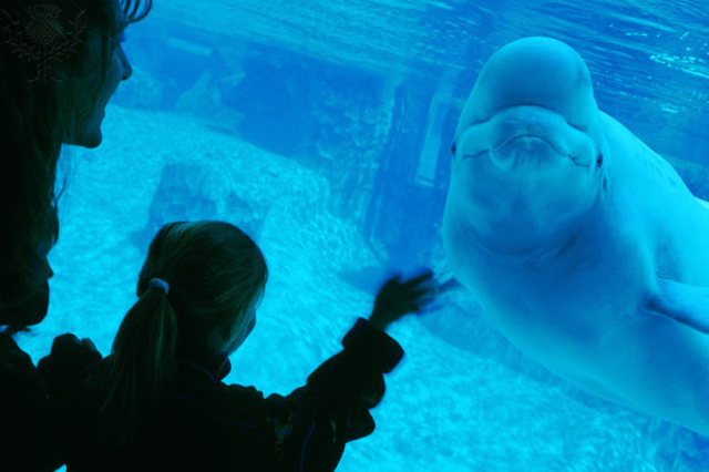The beluga whale, Marina], died at the Georgia Aquarium at about 2:00 AM.