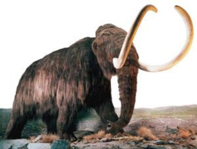 Quaternary 0.3-Present Day