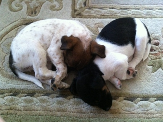 Getting My Two Doggies