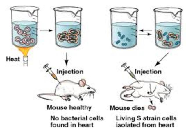 Avery- MacLeod- McCarty