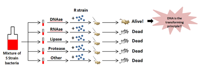 Avery - MacLeod - McCarty