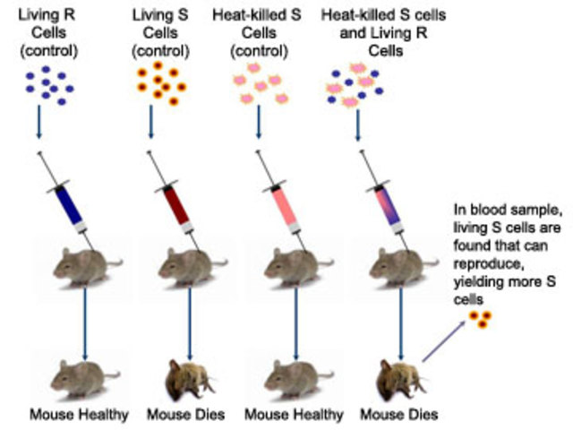 Avery- MacLeod- McCarty Experiment