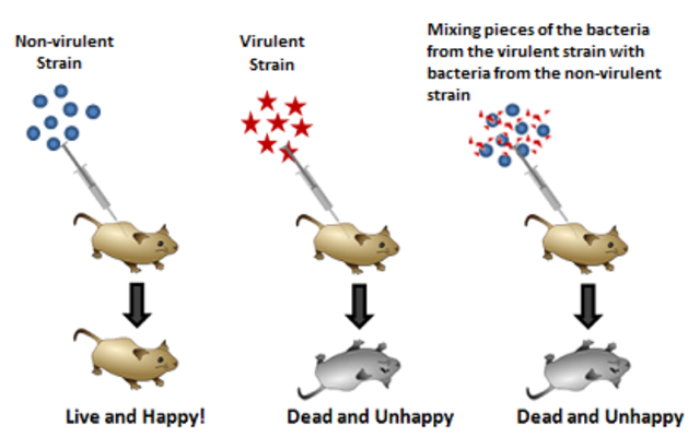 Avery- MacLeod- McCarty