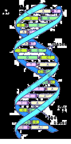 Watson Crick, and Franklin