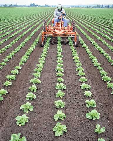 Clemson College Opens to Public