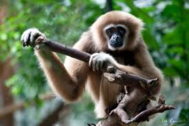 Chilling with monckeys