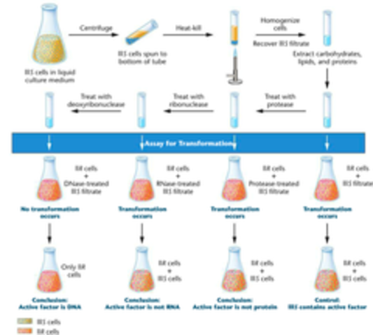 Avery-Macleod-McCarty