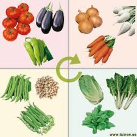 Rotación de cultivos