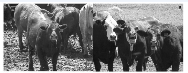 Revolución Tecnológica en la Agricultura