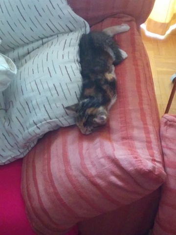 Nuevo miembro en la familia.